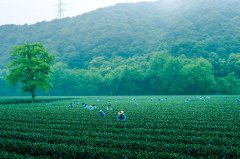 《江西省茶叶协会二届三次会议工作报告》